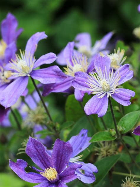 staudenclematis arabella|Jetzt Stauden